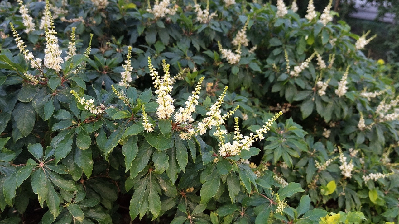 Japanese Knotweed Invasion Fueled by Rapid Clonal Reproduction, Study Reveals